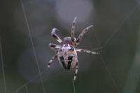 Larinioides cornutus