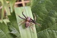 Xysticus ulmi