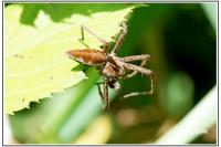 Pisaura mirabilis