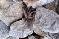 Drassodes