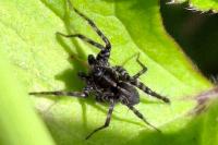 Pardosa prativaga