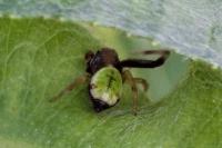 Ebrechtella tricuspidata