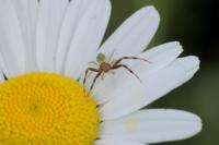 Ebrechtella tricuspidata
