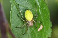 Araniella
