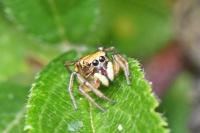 Heliophanus tribulosus