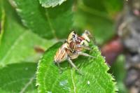 Heliophanus tribulosus