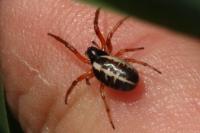 Singa nitidula