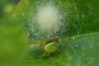 Araniella cucurbitina