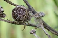 Agalenatea redii