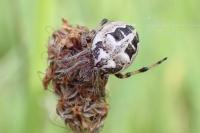 Larinioides cornutus
