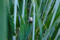 Larinioides cornutus