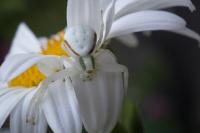 Misumena vatia