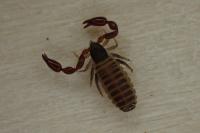 Withius hispanus
