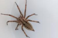 Agelena labyrinthica