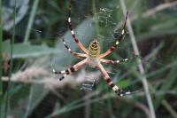 Argiope bruennichi