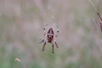 Larinioides cornutus