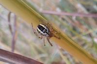 Mangora acalypha