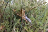 Argiope bruennichi