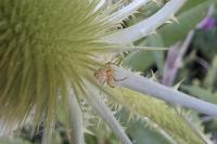 Philodromus