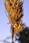 Enoplognatha