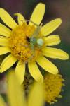 Ebrechtella tricuspidata