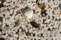 Misumena vatia