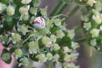 Ebrechtella tricuspidata
