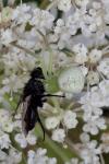 Ebrechtella tricuspidata