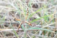 Argiope bruennichi
