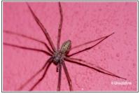 Tegenaria domestica