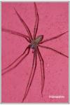 Tegenaria domestica