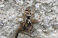 Salticus scenicus