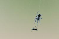 Araneus diadematus
