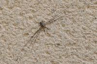 Dicranopalpus ramosus