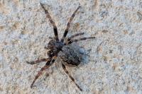 Zoropsis spinimana