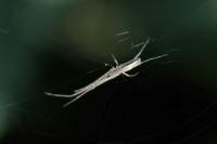 Tetragnatha