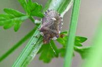 Dyroderes umbraculatus