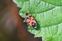 Horvathiolus superbus