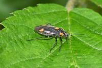 Capsodes flavomarginatus