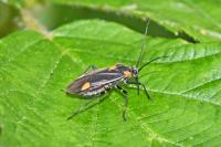 Capsodes flavomarginatus