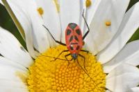 Calocoris nemoralis