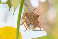 Carpocoris mediterraneus atlanticus