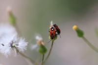 Melanocoryphus albomaculatus