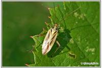 Stenotus binotatus