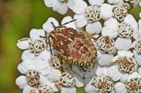 Carpocoris