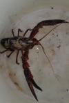 Procambarus clarkii