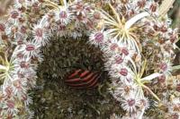 Graphosoma italicum