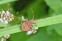 Coreus marginatus