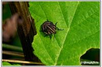 Graphosoma italicum