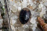 Byrsinus flavicornis